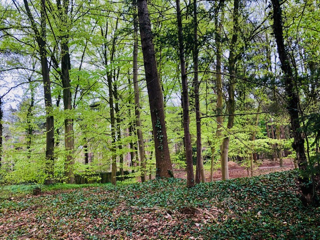 Buitenruimte - De BoschhoeK